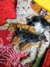 mixd breed cat